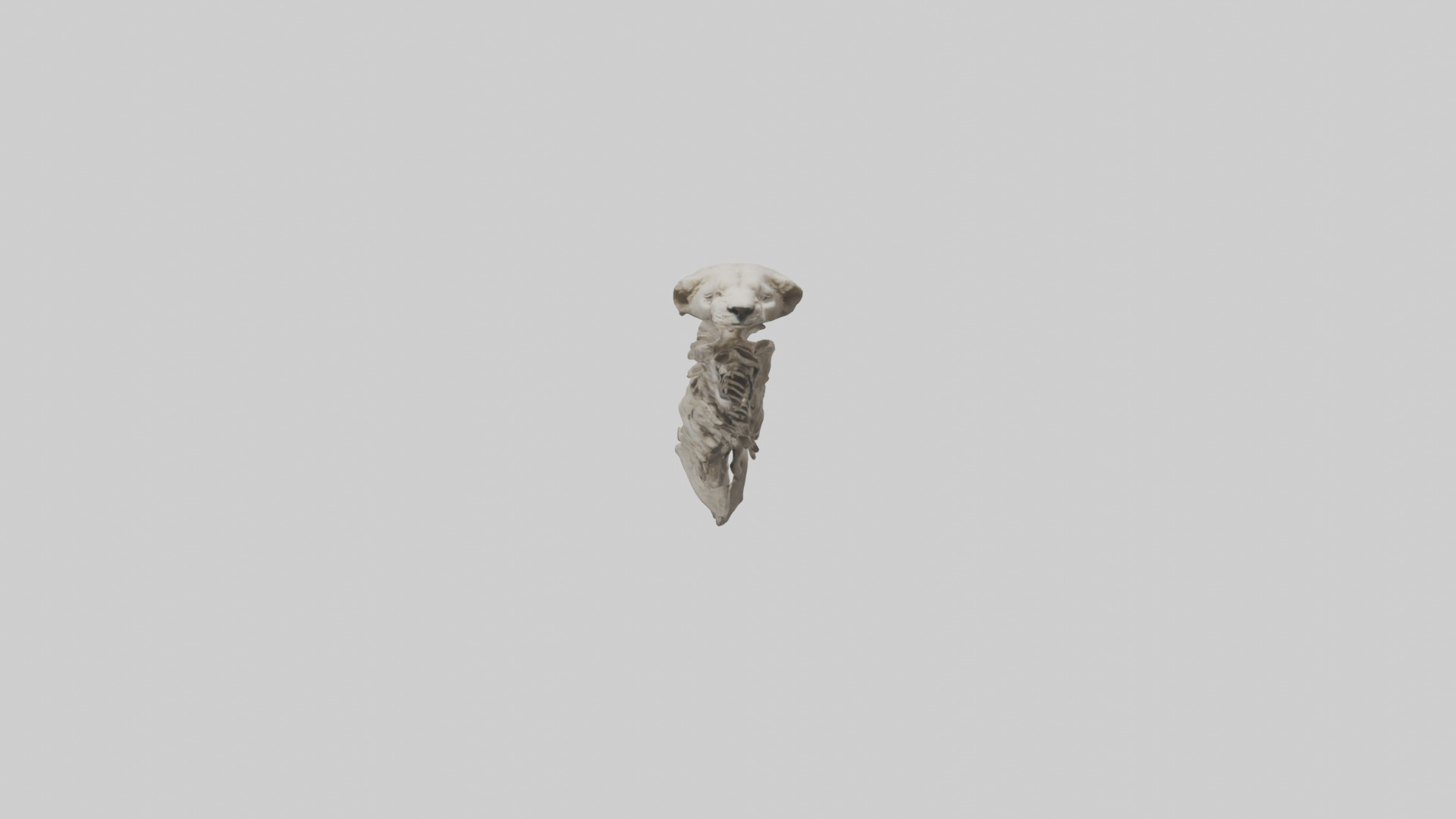 Lion Spine Low-poly 3D model_9