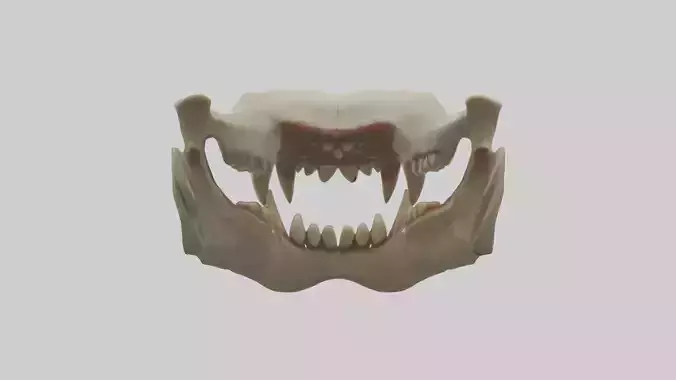 Lion Teeth Model