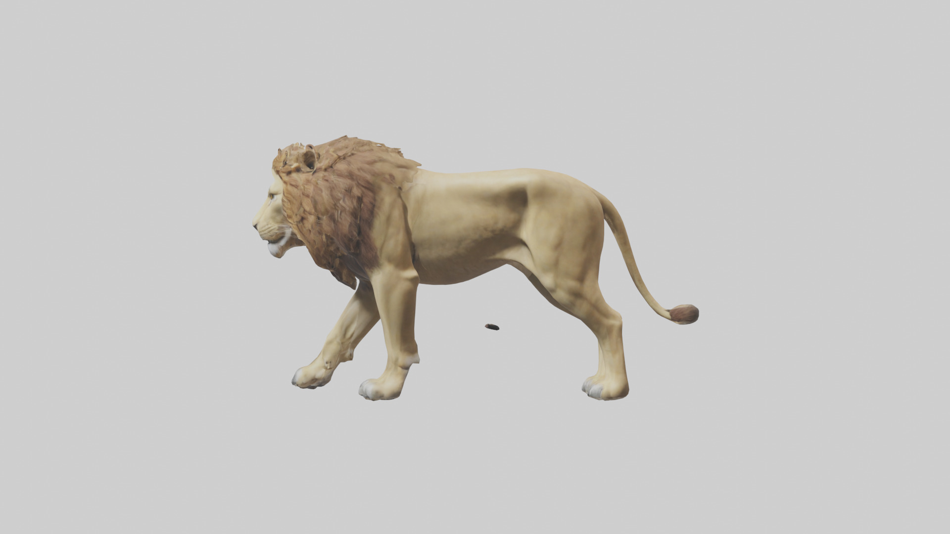 Lion walking model Low-poly 3D model_12