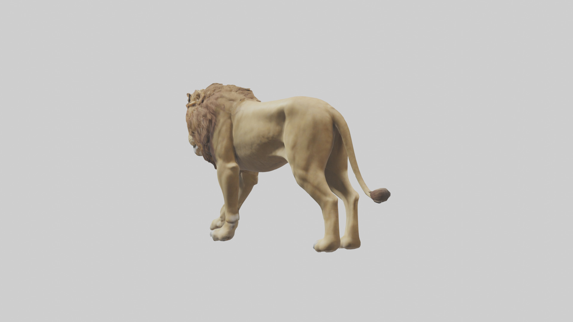 Lion walking model Low-poly 3D model_1