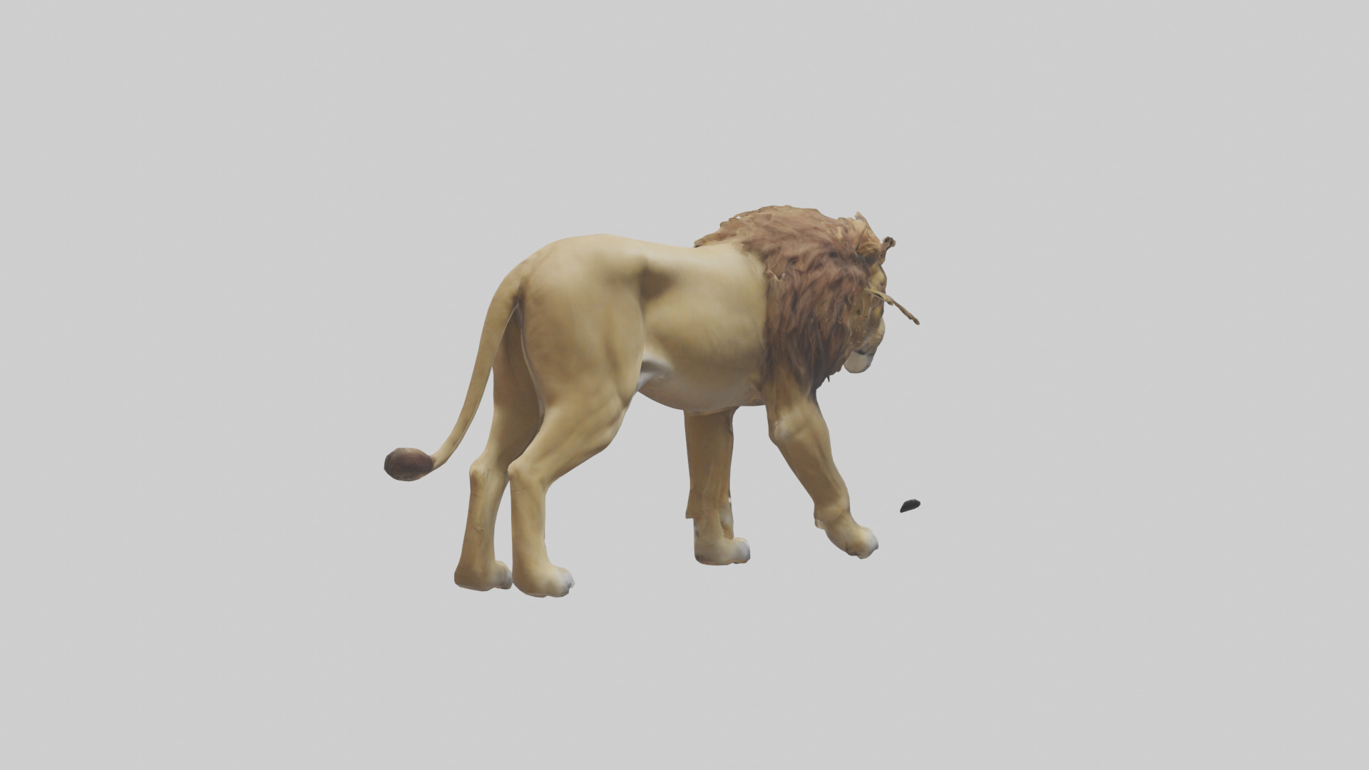 Lion walking model Low-poly 3D model_2
