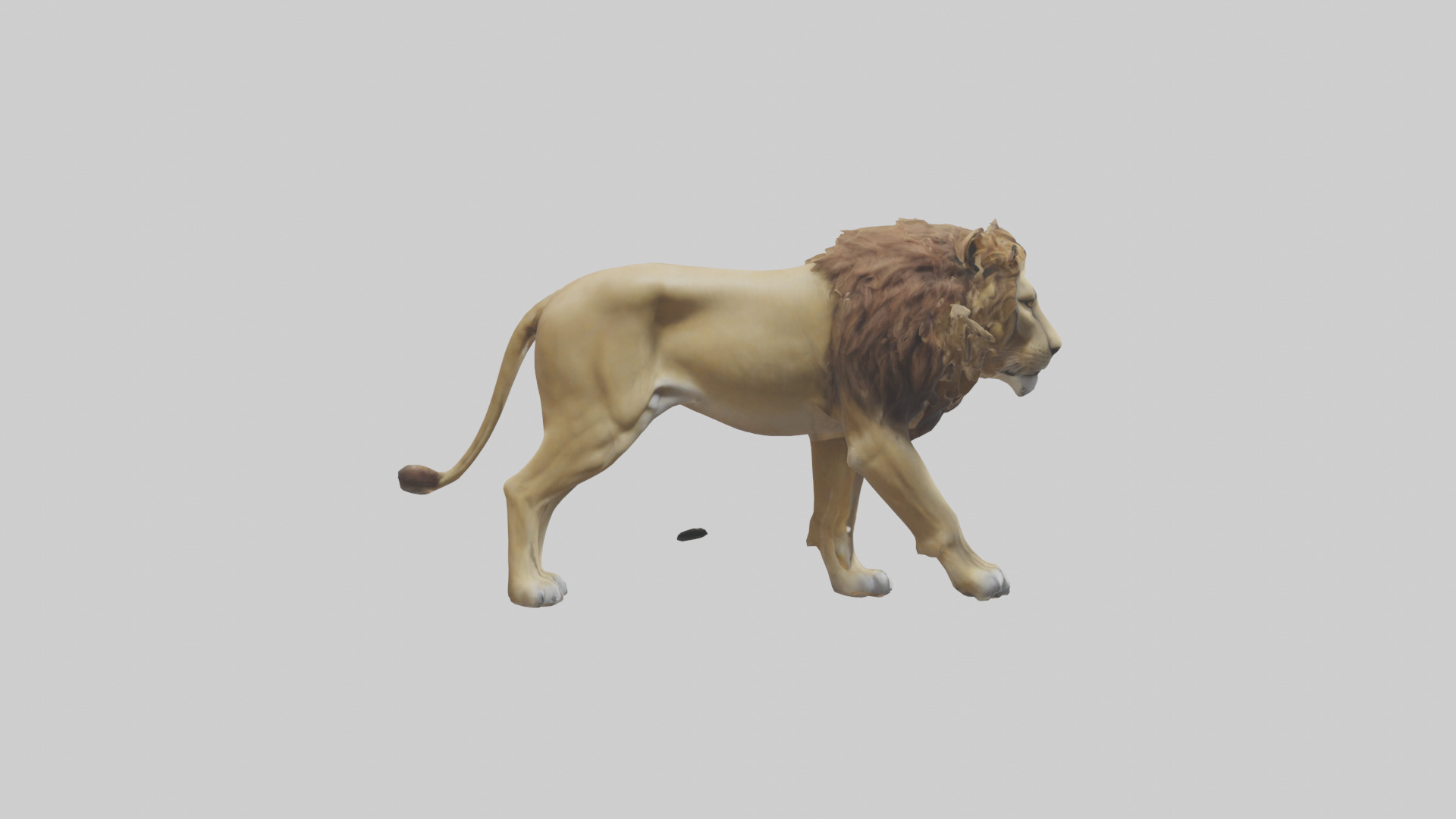 Lion walking model Low-poly 3D model_13