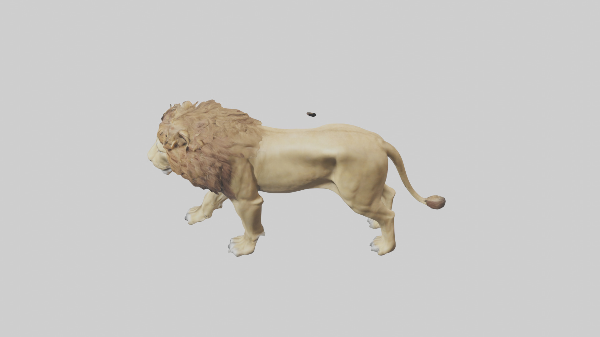 Lion walking model Low-poly 3D model_17