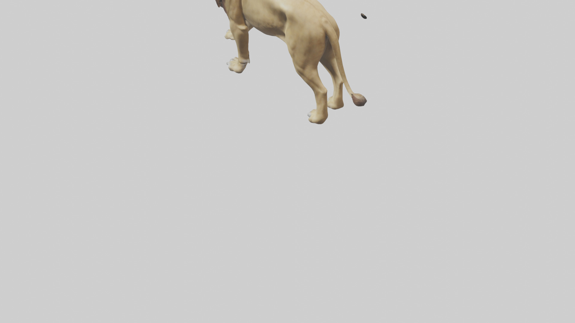 Lion walking model Low-poly 3D model_3