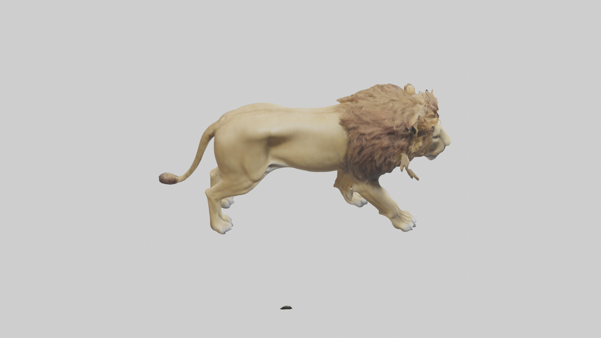 Lion walking model Low-poly 3D model_18