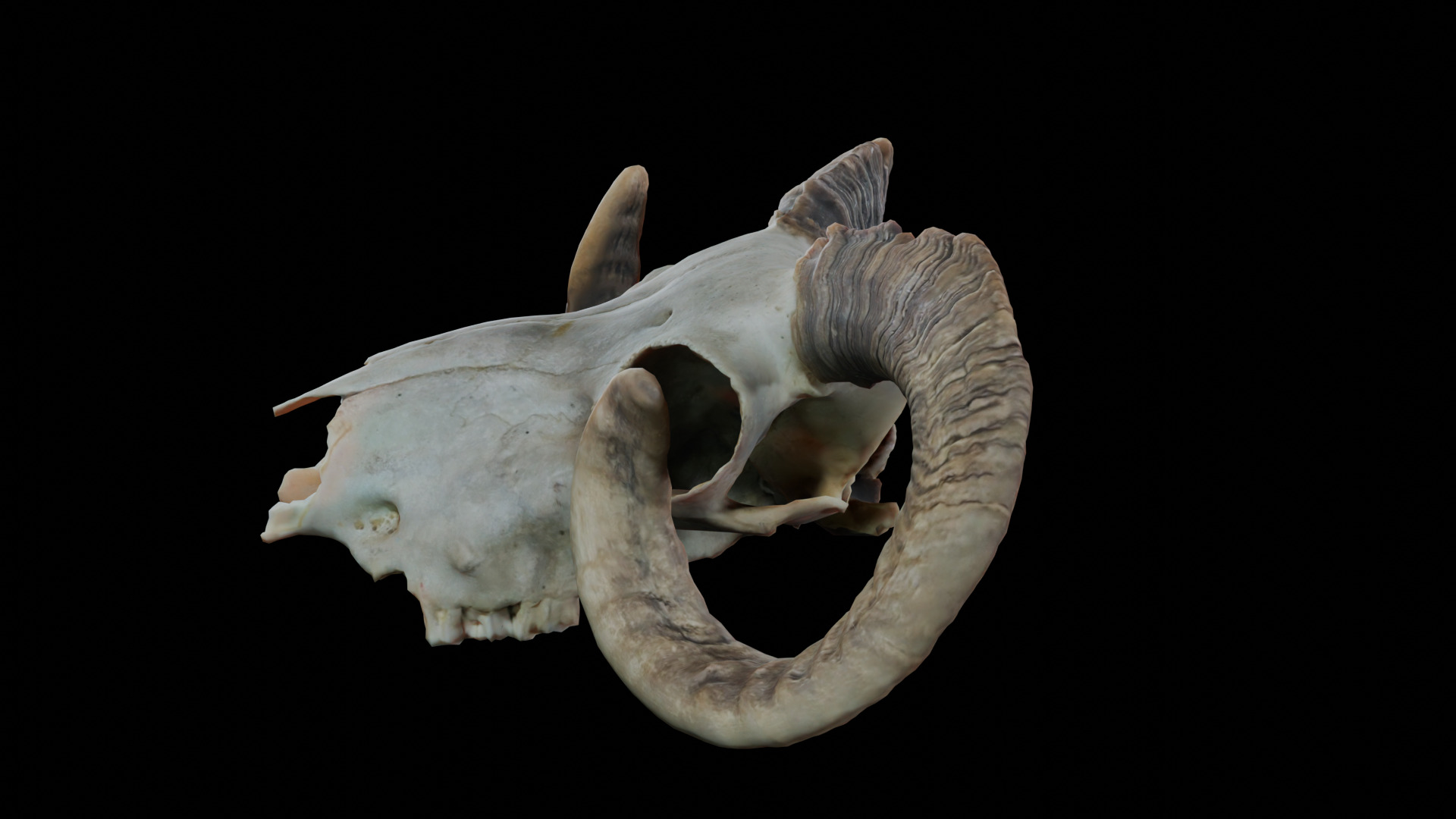 Ram Skull Low-poly 3D model_5