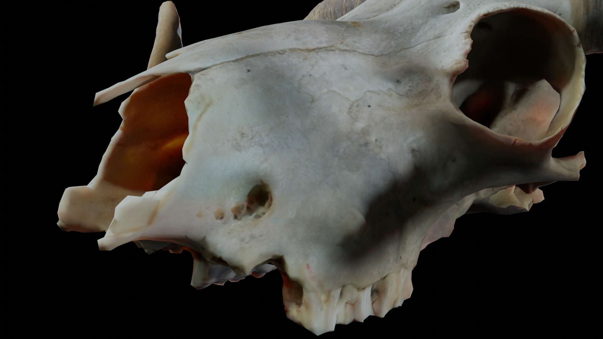 Ram Skull Low-poly 3D model_6