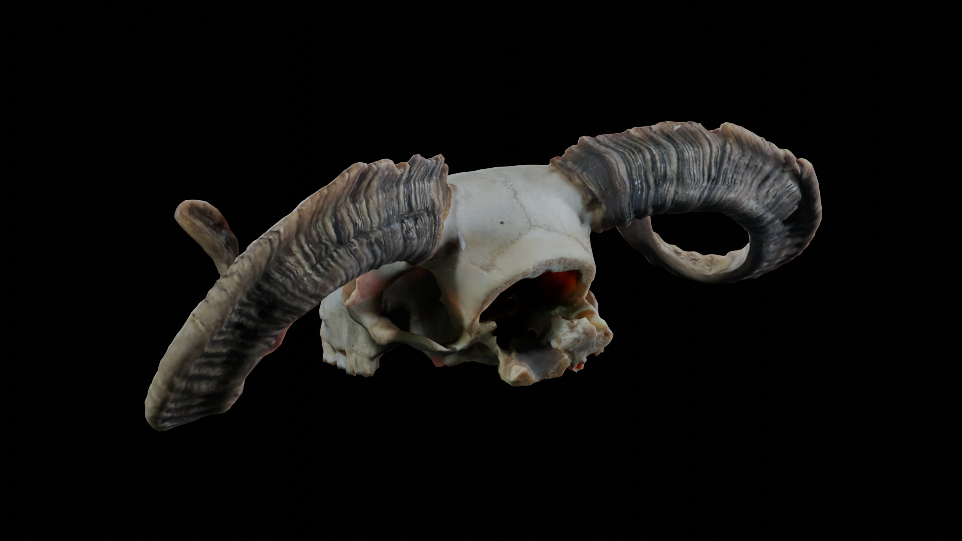 Ram Skull Low-poly 3D model_4
