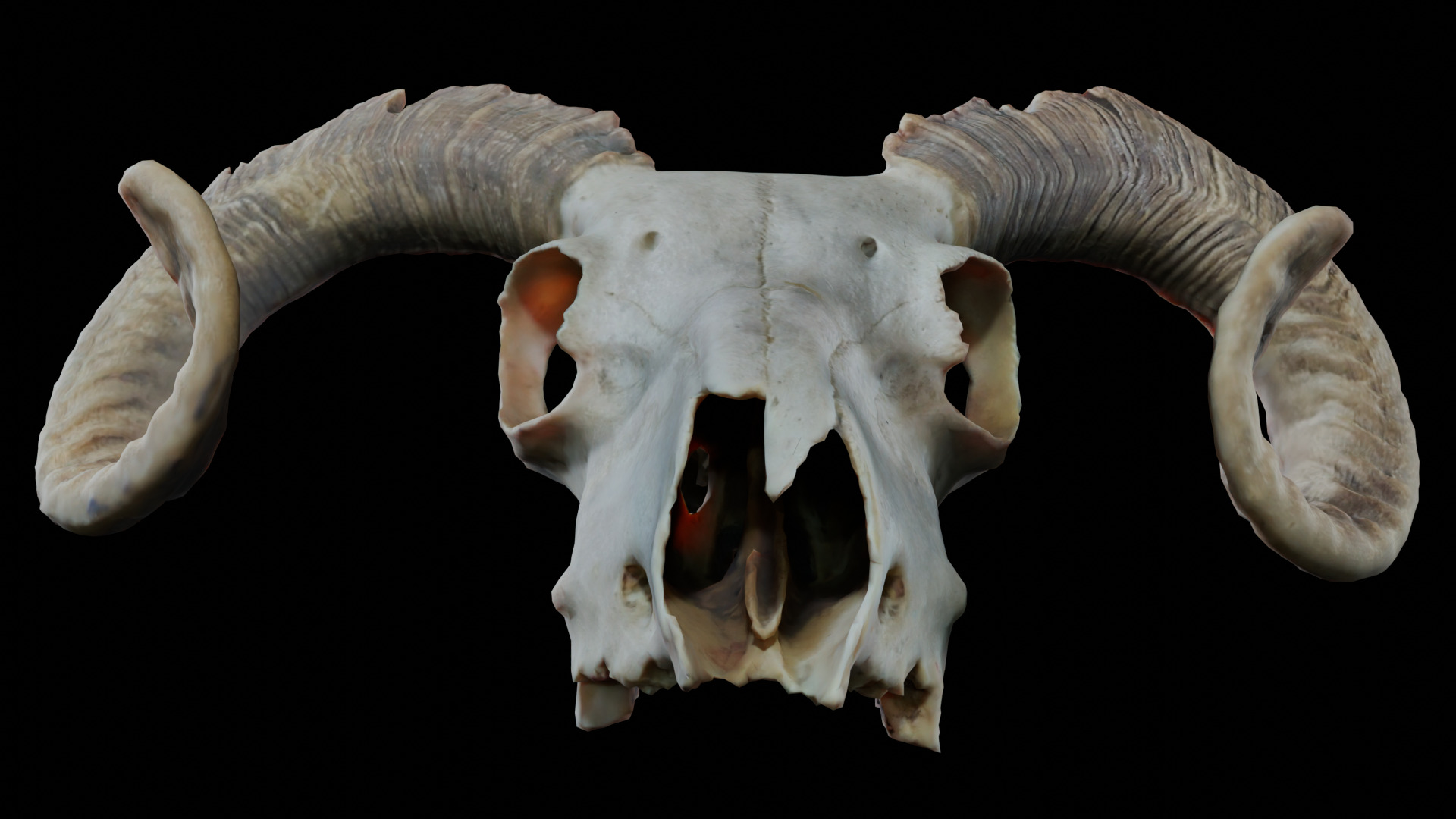 Ram Skull Low-poly 3D model_7