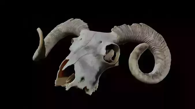 Ram Skull