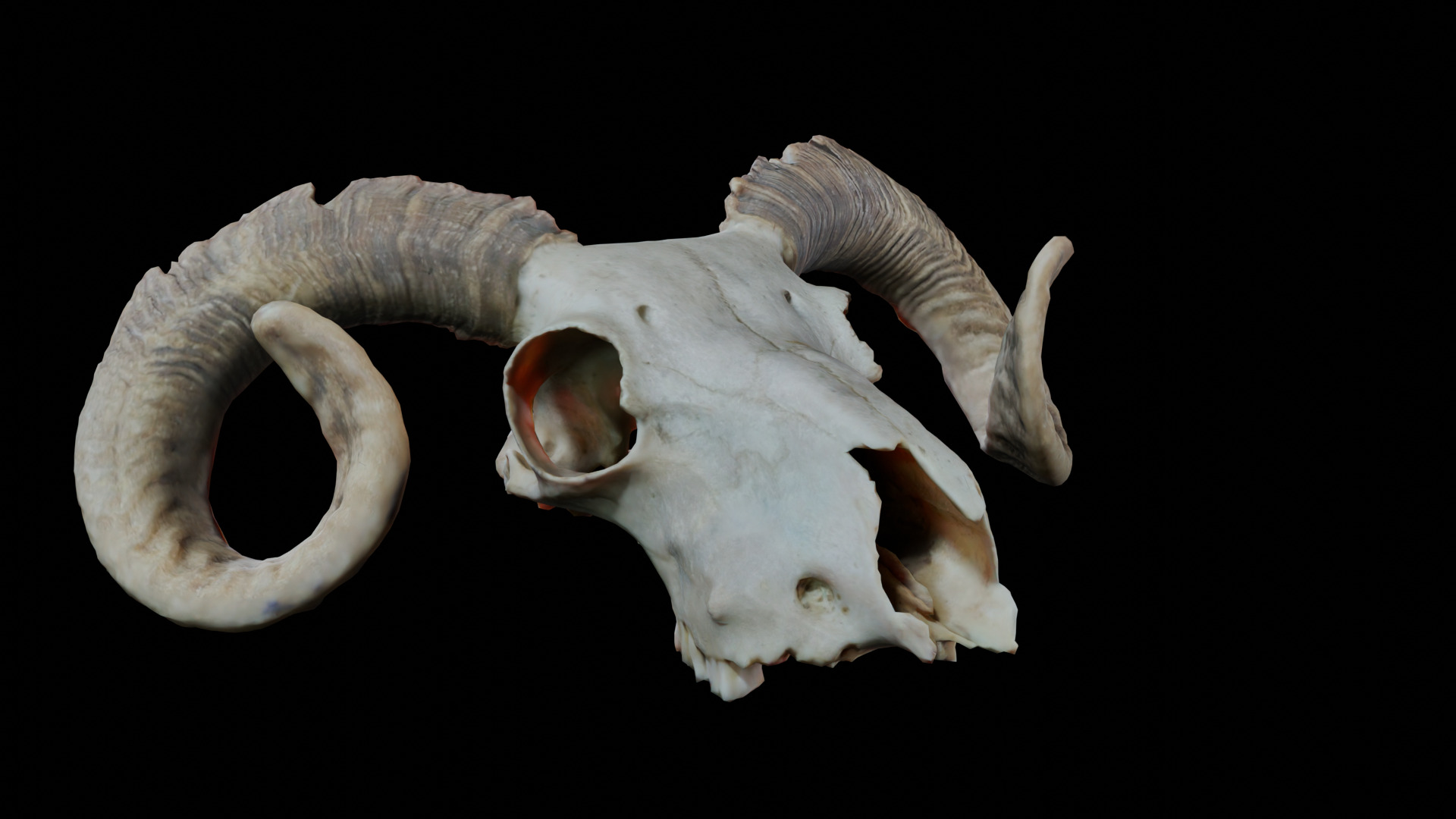 Ram Skull Low-poly 3D model_1