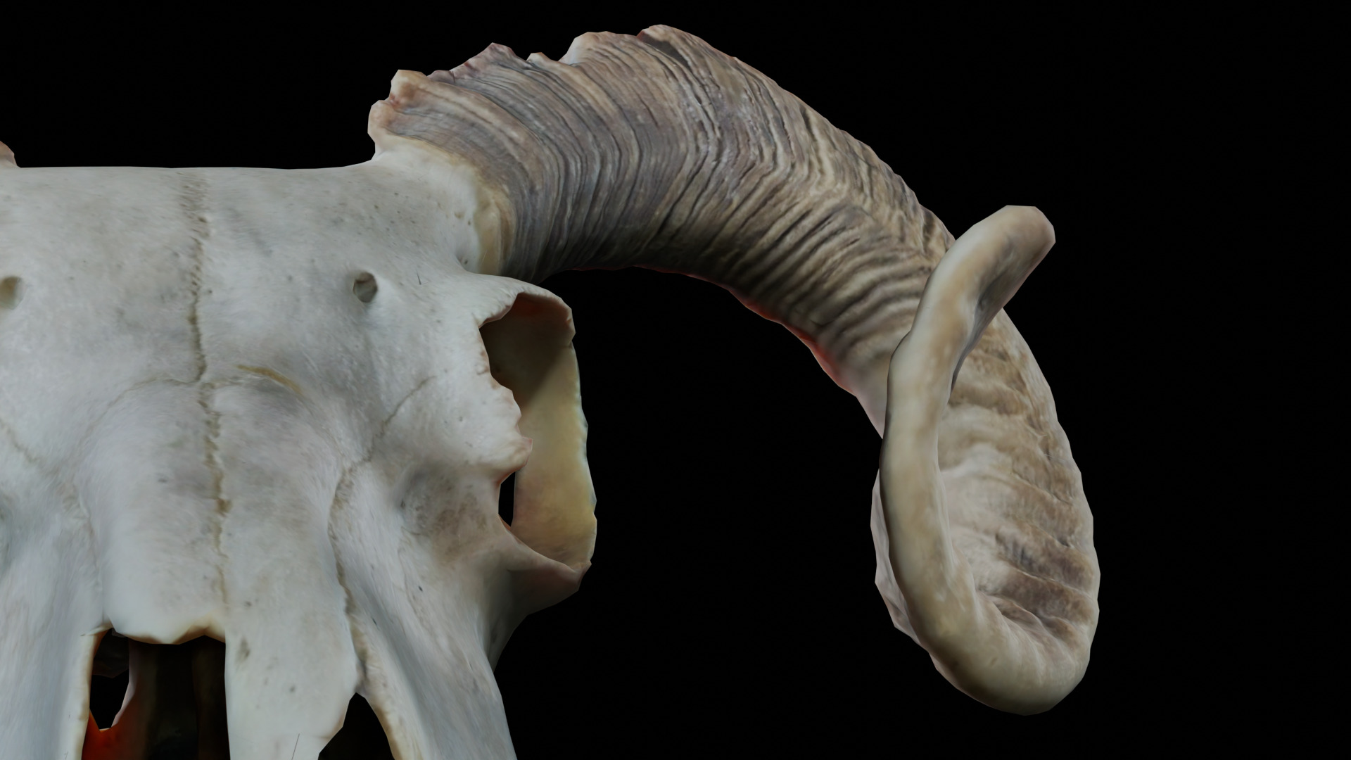 Ram Skull Low-poly 3D model_8