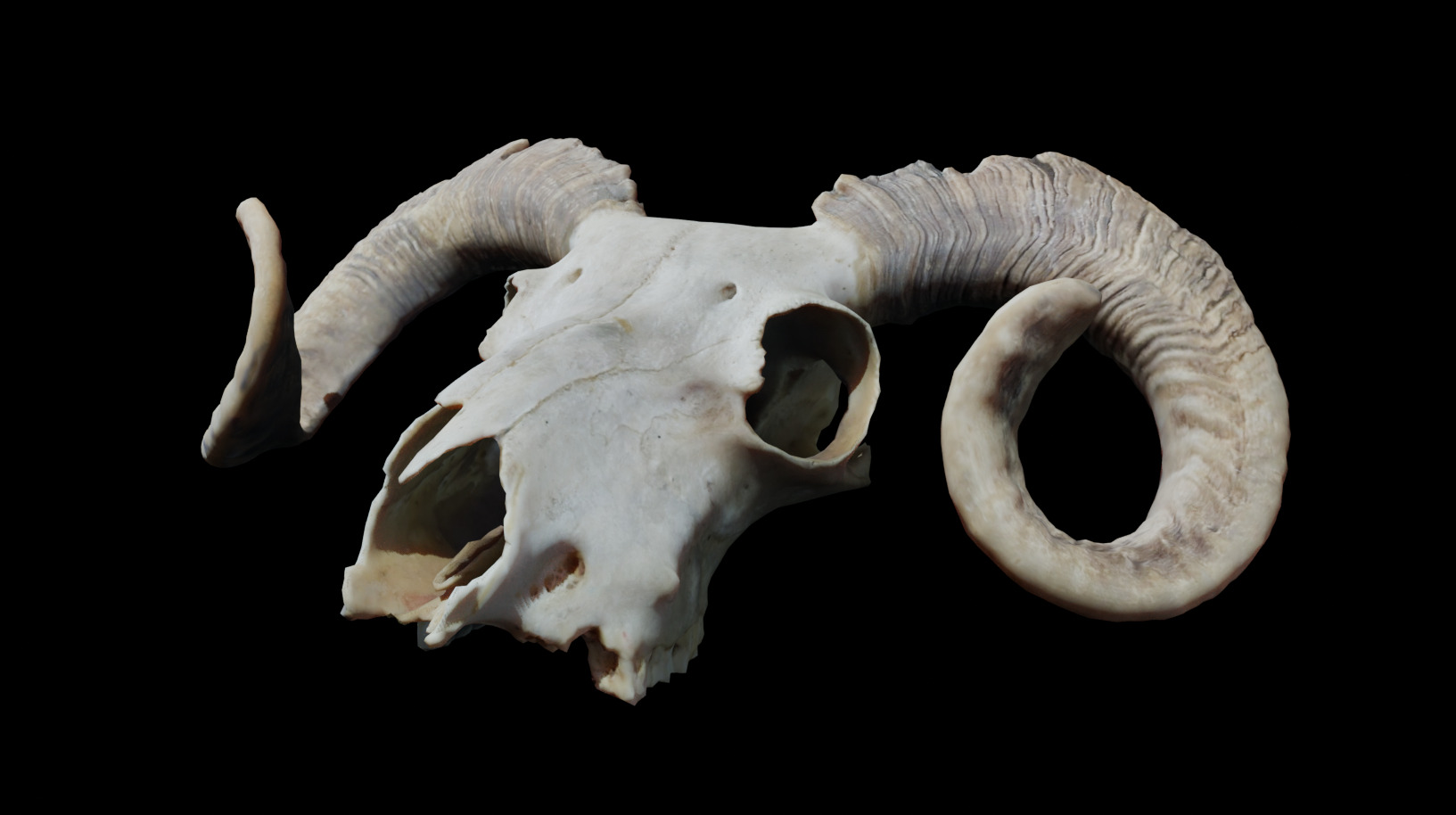 Ram Skull Low-poly 3D model_9
