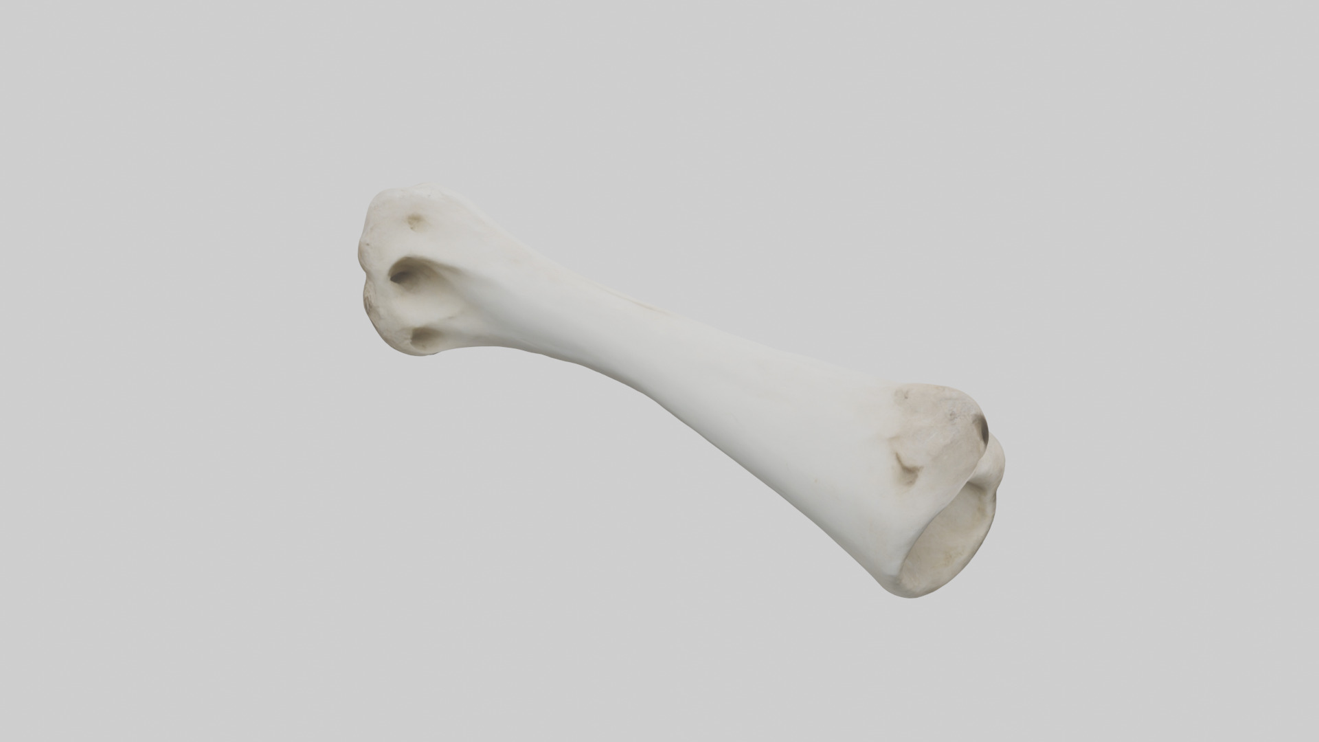 Llama Femur Low-poly 3D model_15