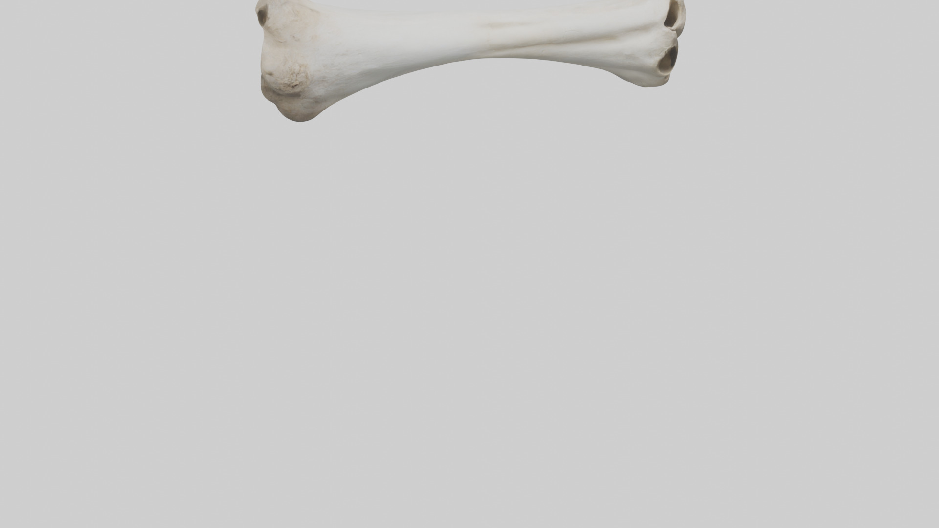 Llama Femur Low-poly 3D model_6