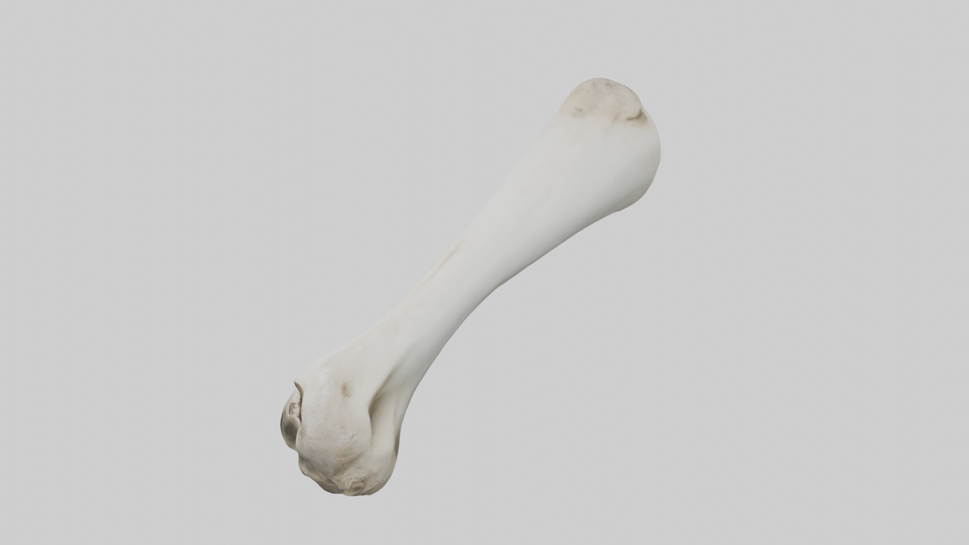 Llama Femur Low-poly 3D model_17