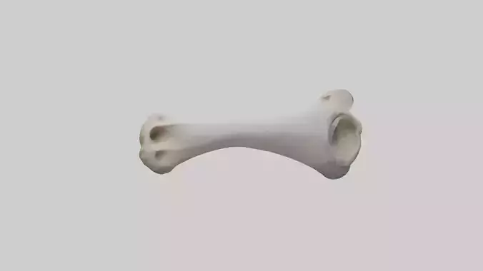 Llama Femur