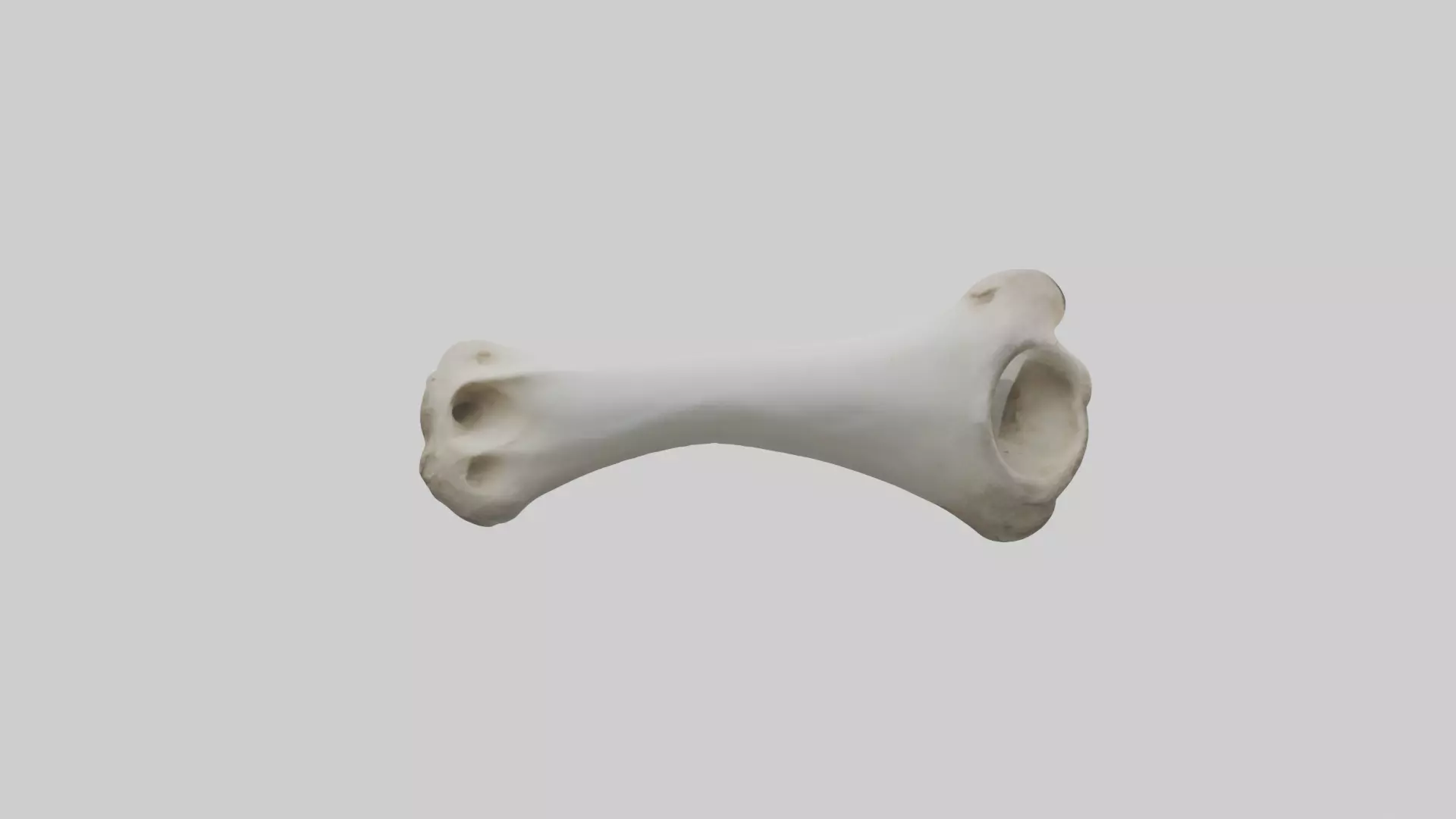 Llama Femur Low-poly 3D model_0