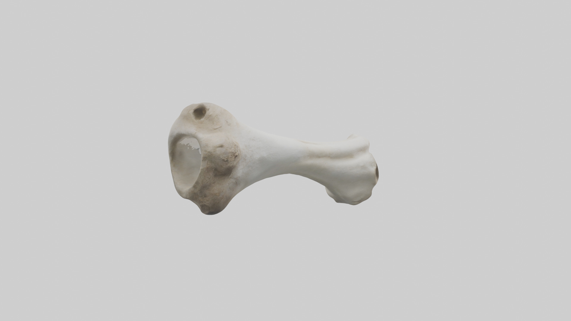 Llama Femur Low-poly 3D model_13