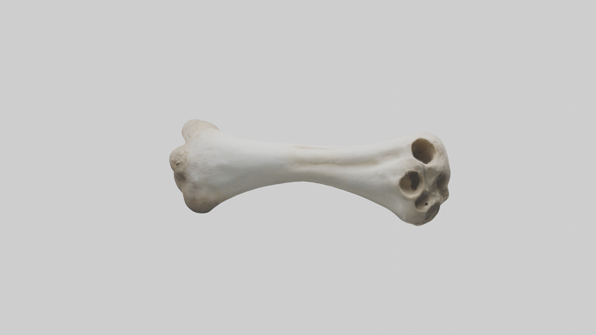 Llama Femur Low-poly 3D model_9