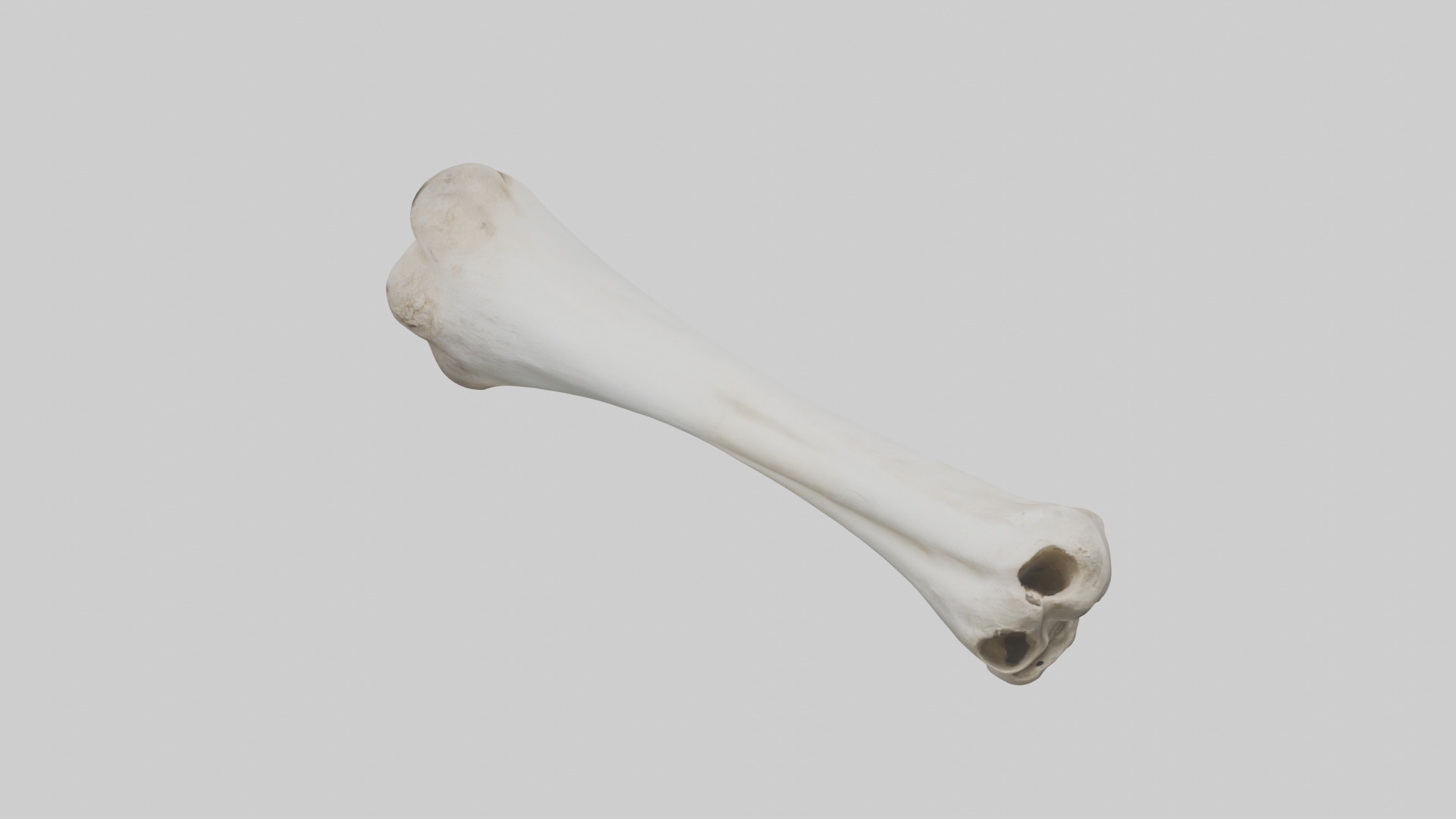Llama Femur Low-poly 3D model_16