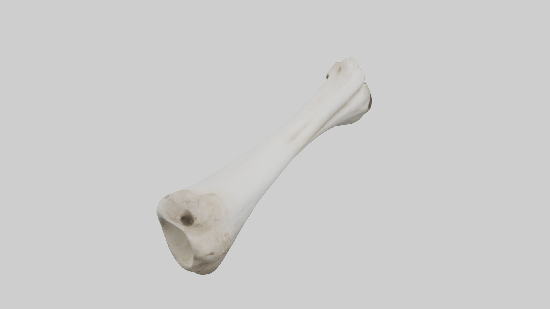 Llama Femur Low-poly 3D model_18