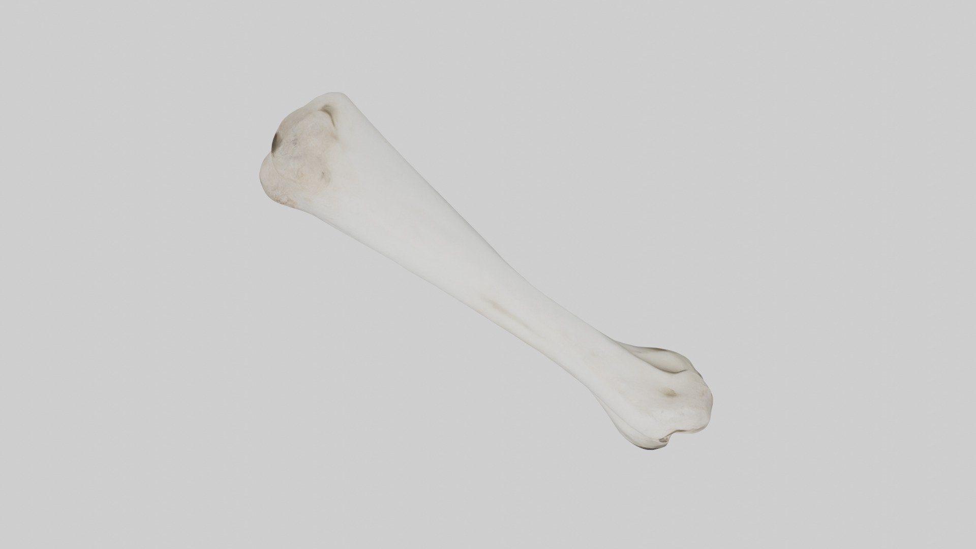 Llama Femur Low-poly 3D model_14