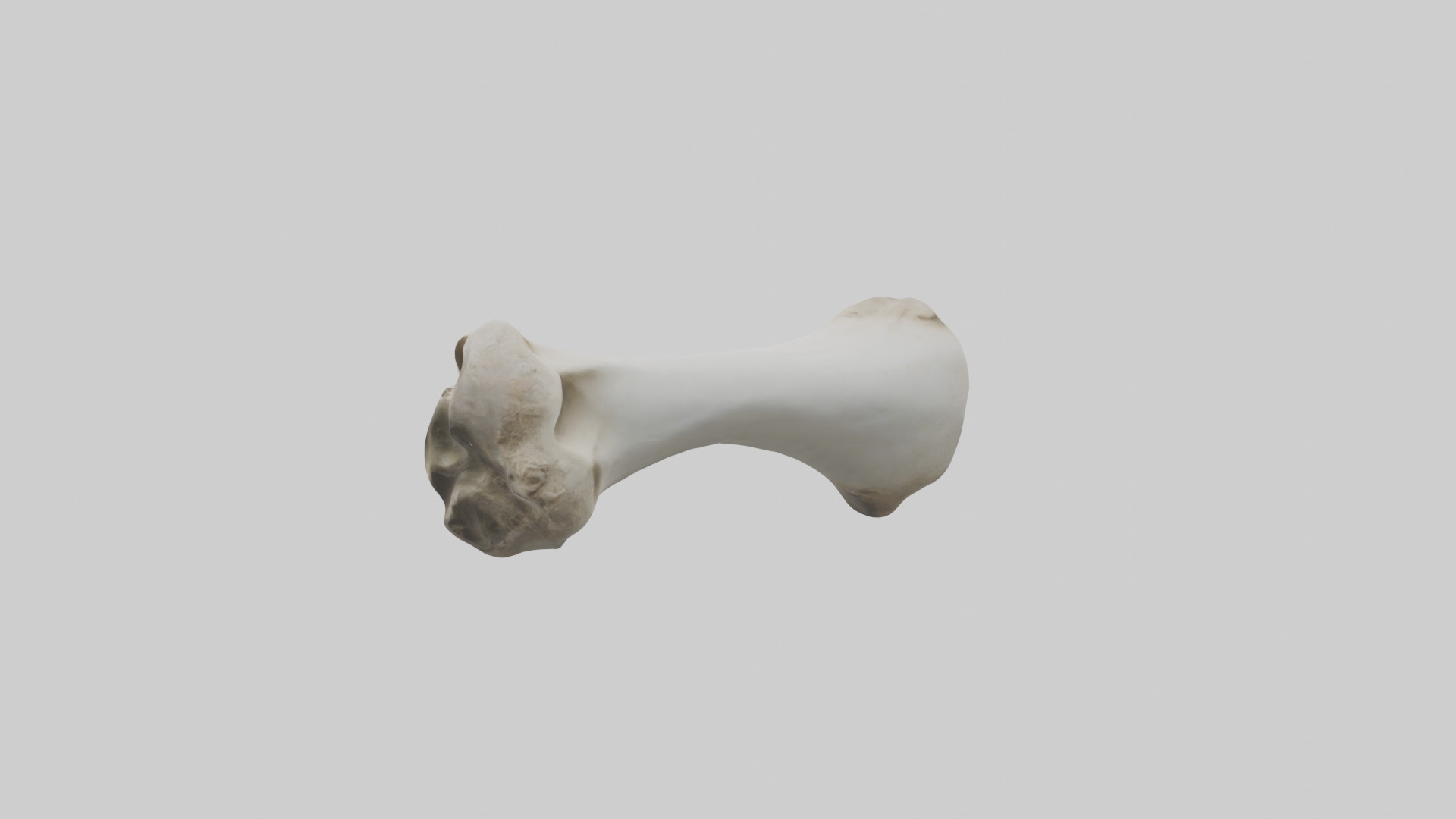 Llama Femur Low-poly 3D model_12