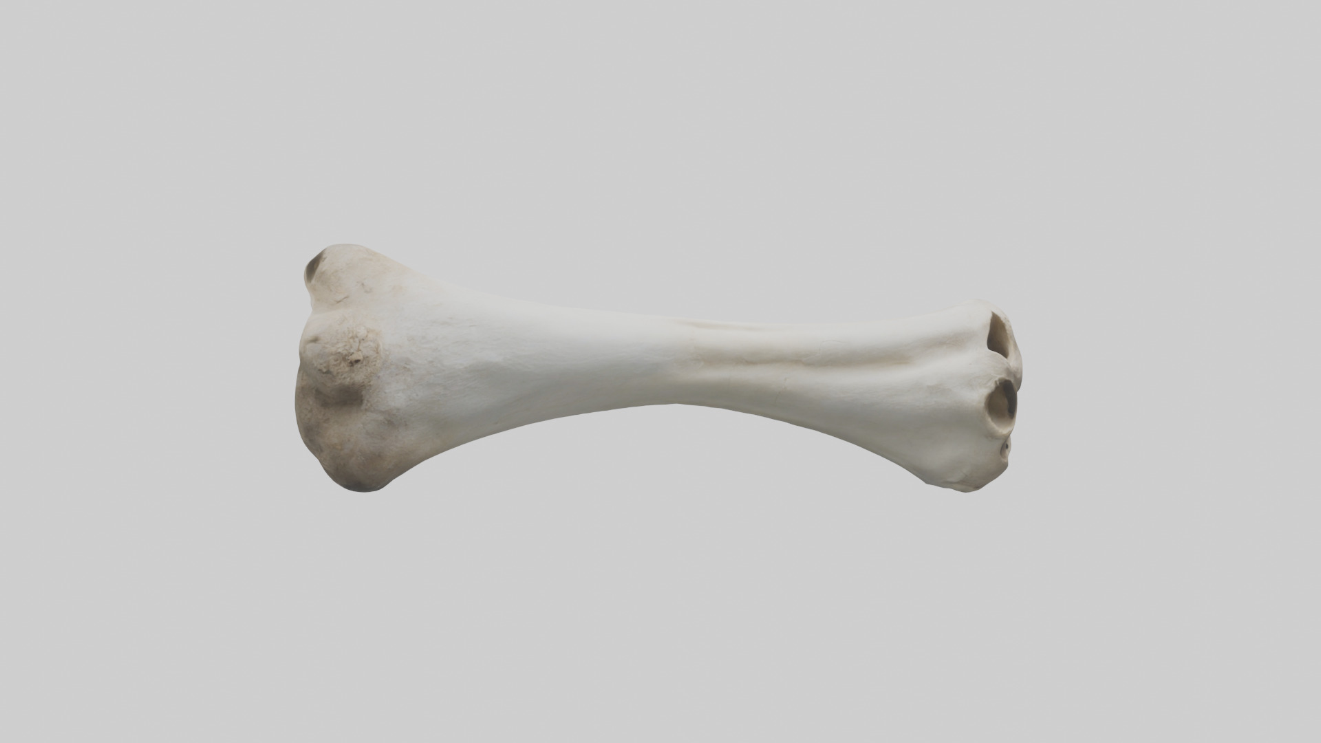 Llama Femur Low-poly 3D model_11