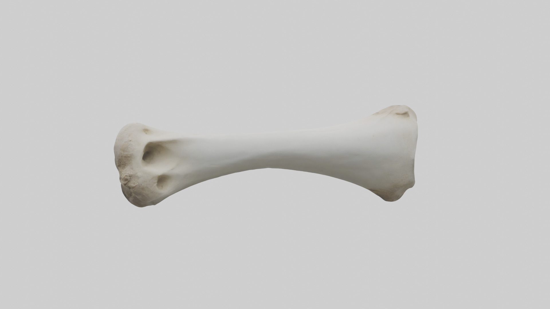 Llama Femur Low-poly 3D model_1