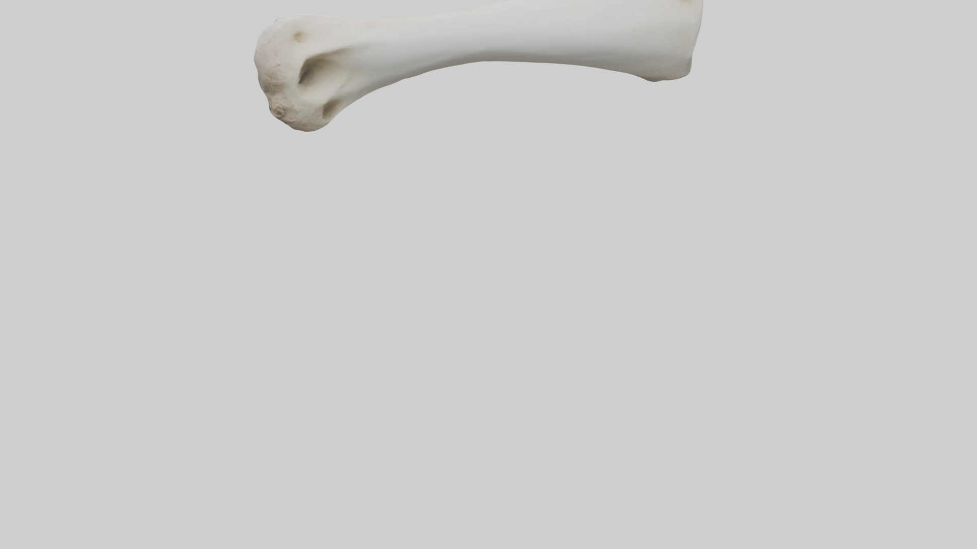 Llama Femur Low-poly 3D model_3