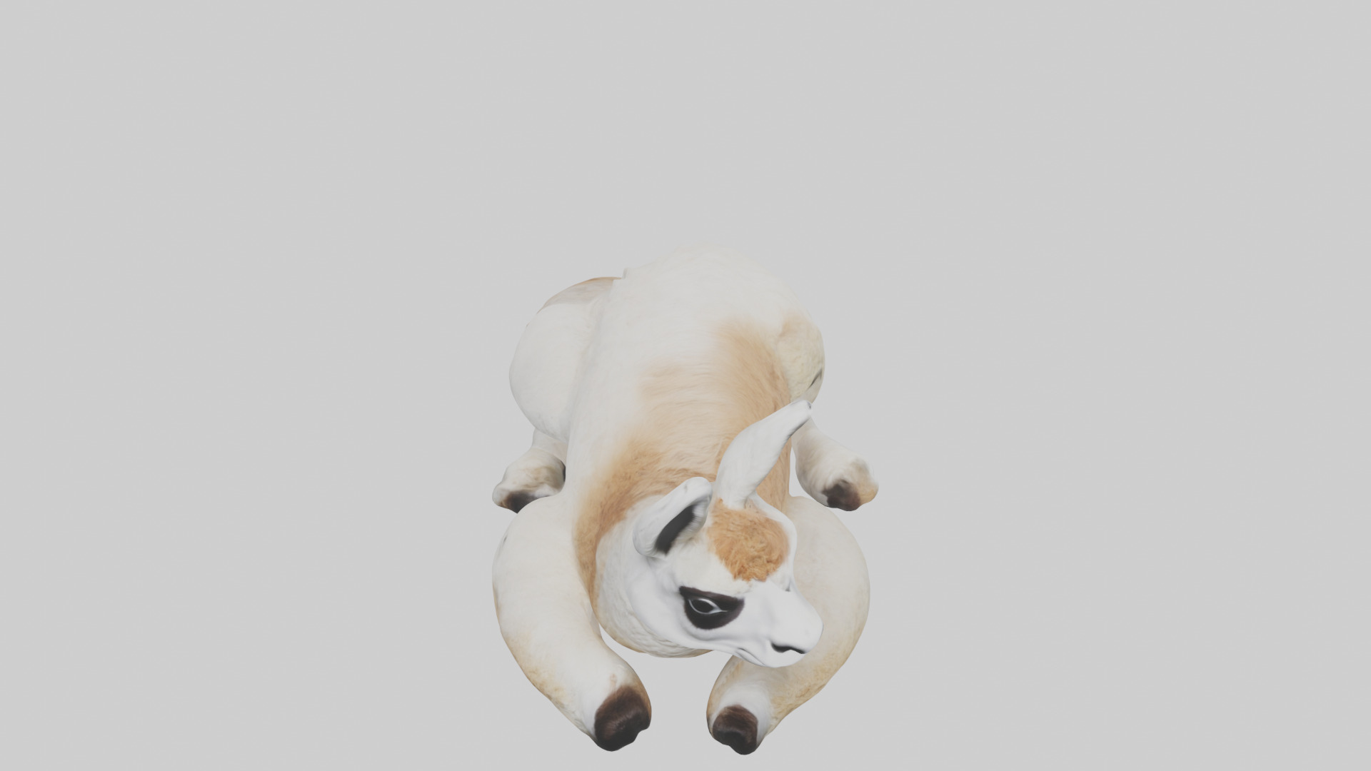 Llama lying down model Low-poly 3D model_16
