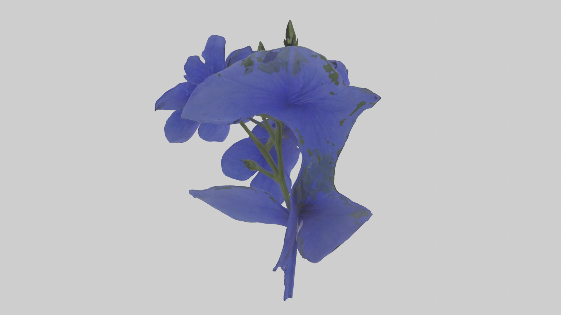 Lobelia model Low-poly 3D model_2