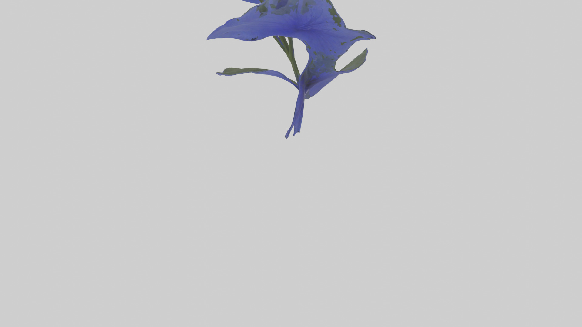 Lobelia model Low-poly 3D model_4