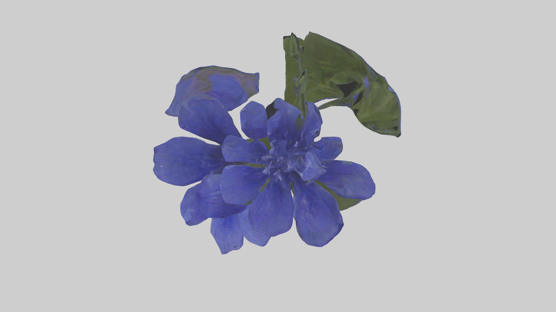 Lobelia model Low-poly 3D model_17