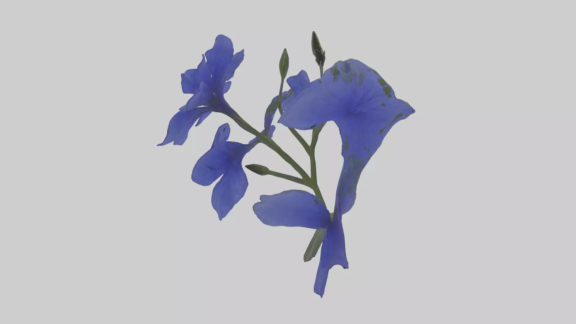 Lobelia model Low-poly 3D model_0