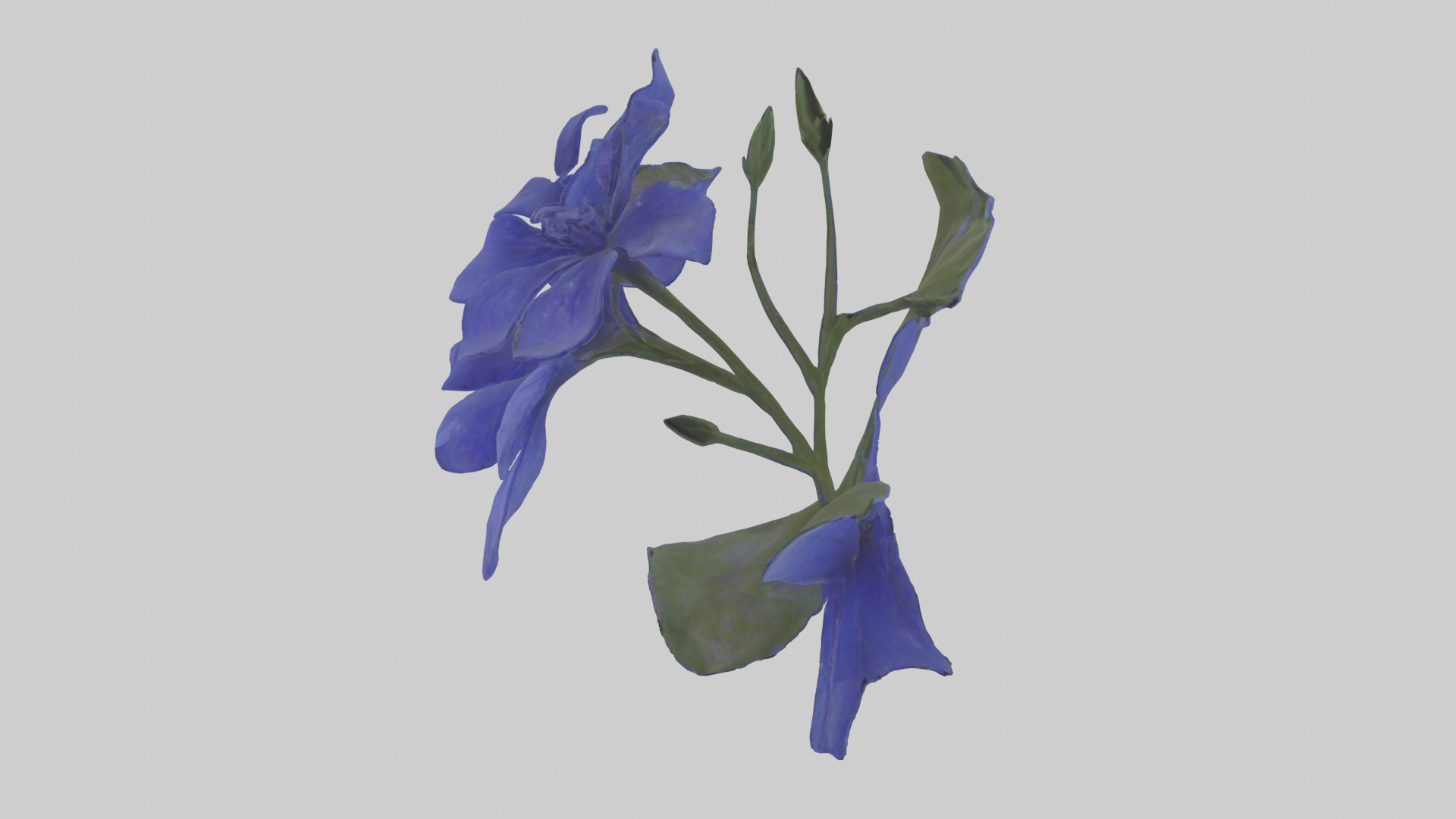 Lobelia model Low-poly 3D model_1