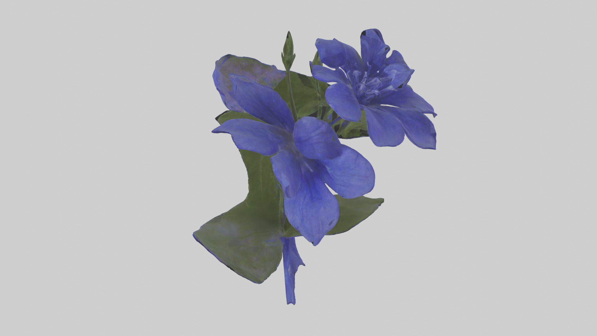 Lobelia model Low-poly 3D model_10