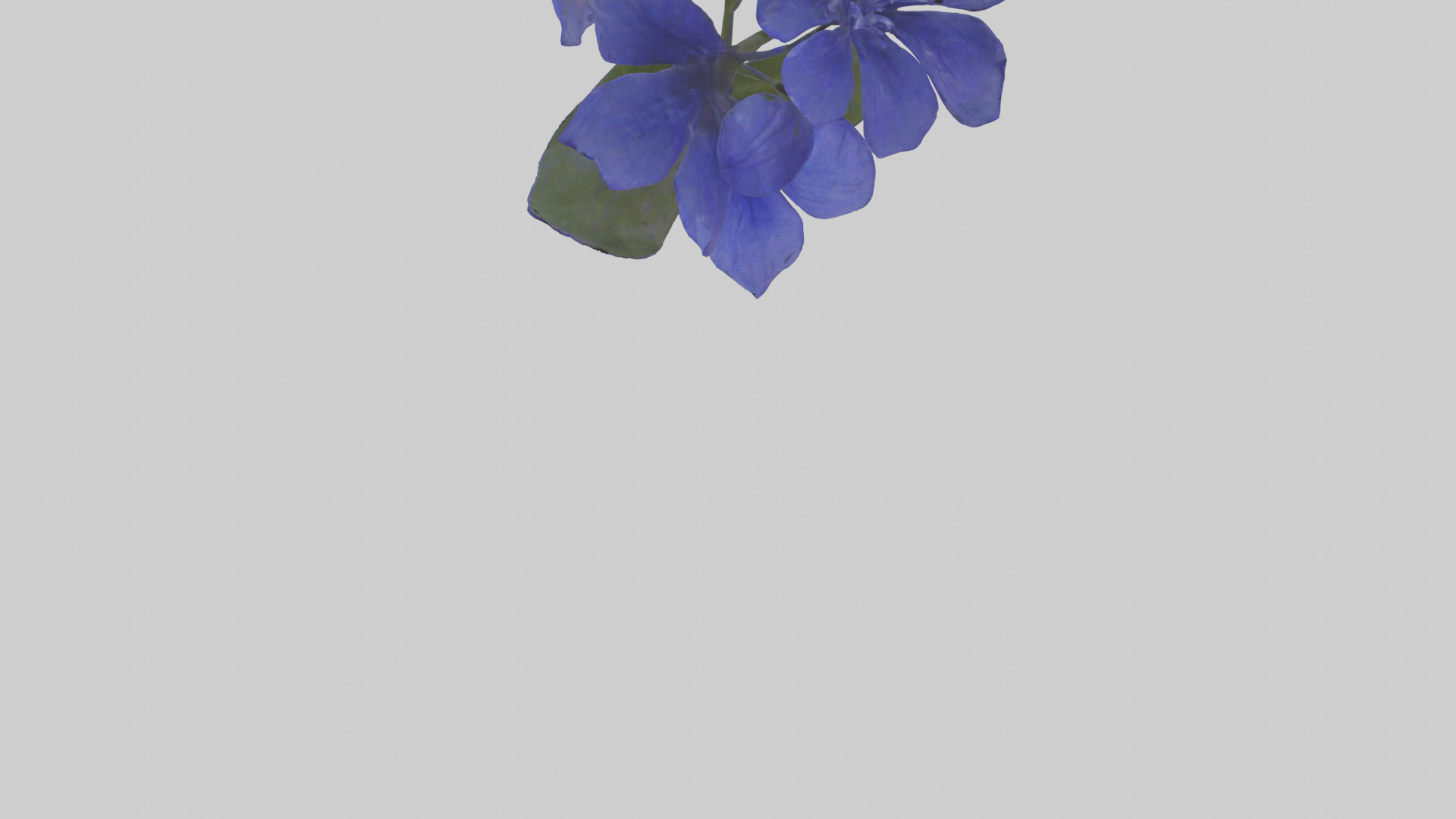 Lobelia model Low-poly 3D model_5