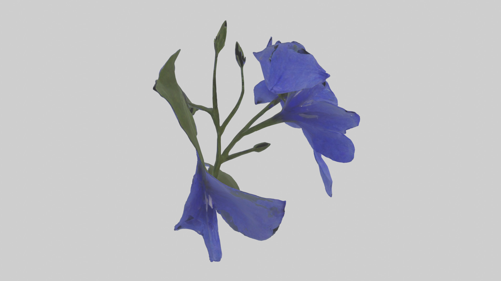 Lobelia model Low-poly 3D model_11