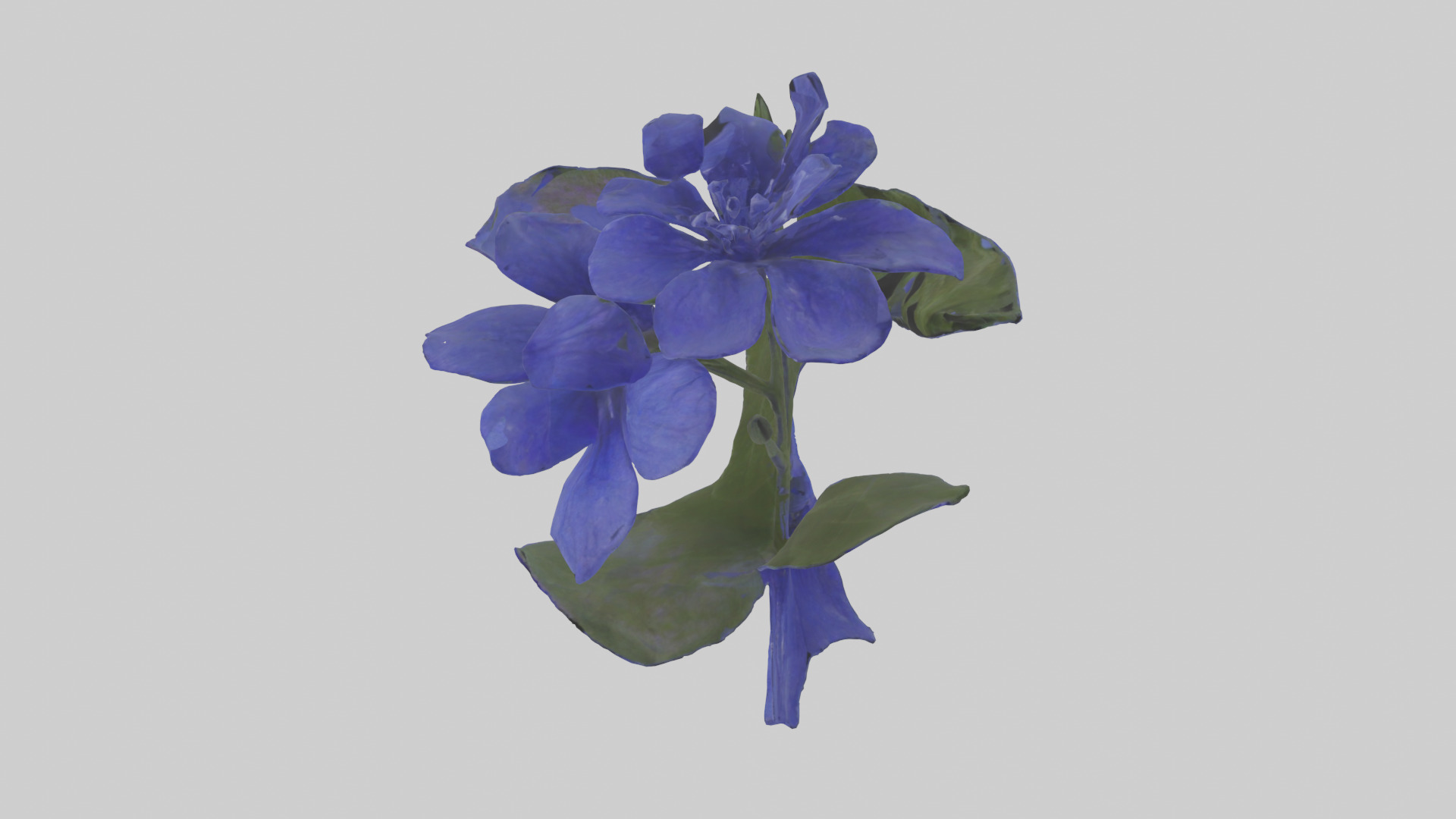 Lobelia model Low-poly 3D model_12