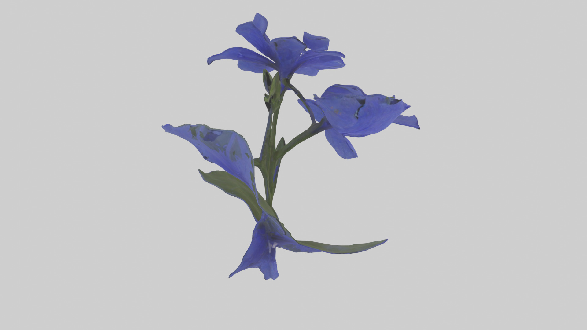 Lobelia model Low-poly 3D model_18