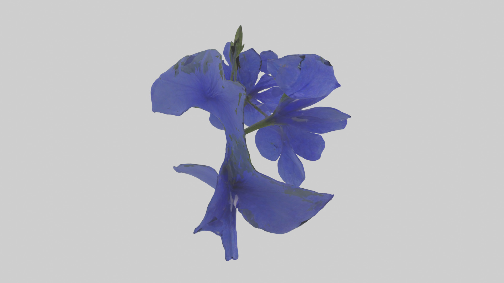 Lobelia model Low-poly 3D model_13