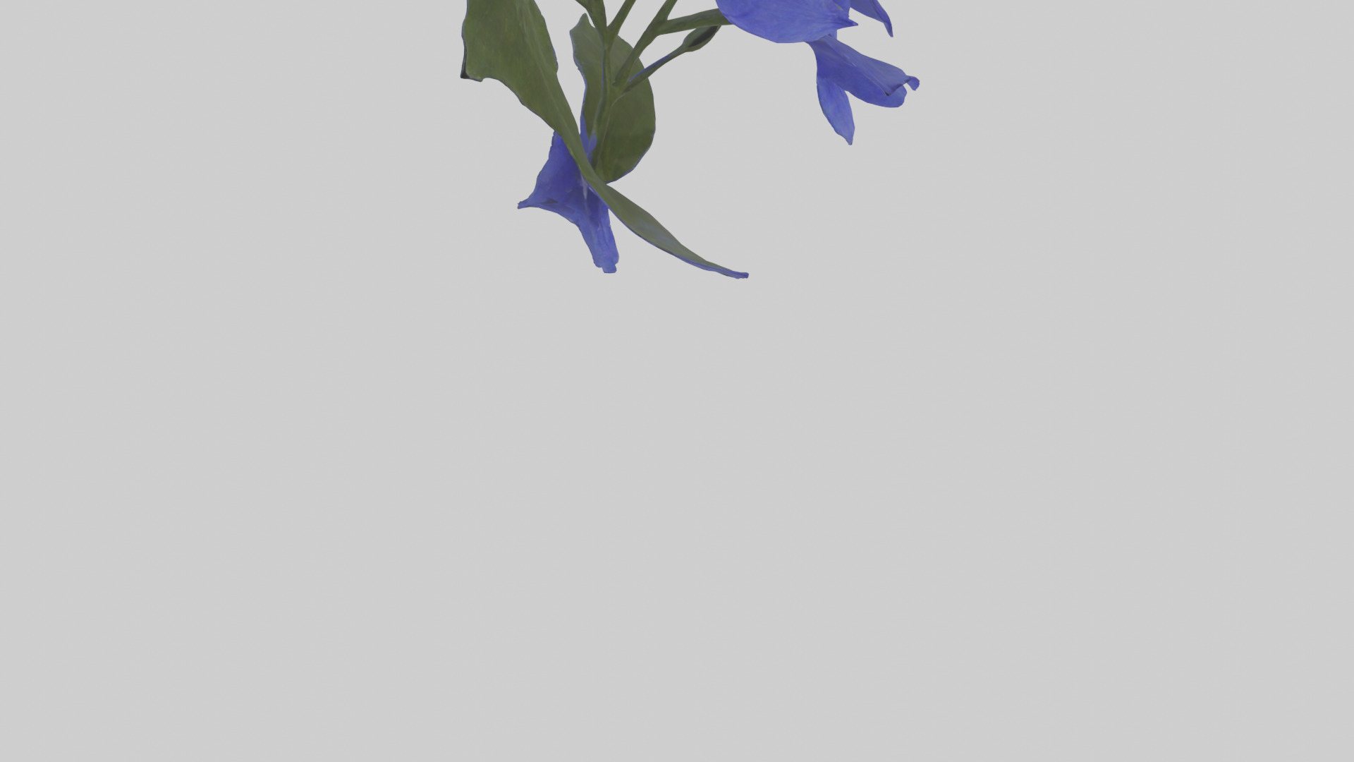 Lobelia model Low-poly 3D model_6