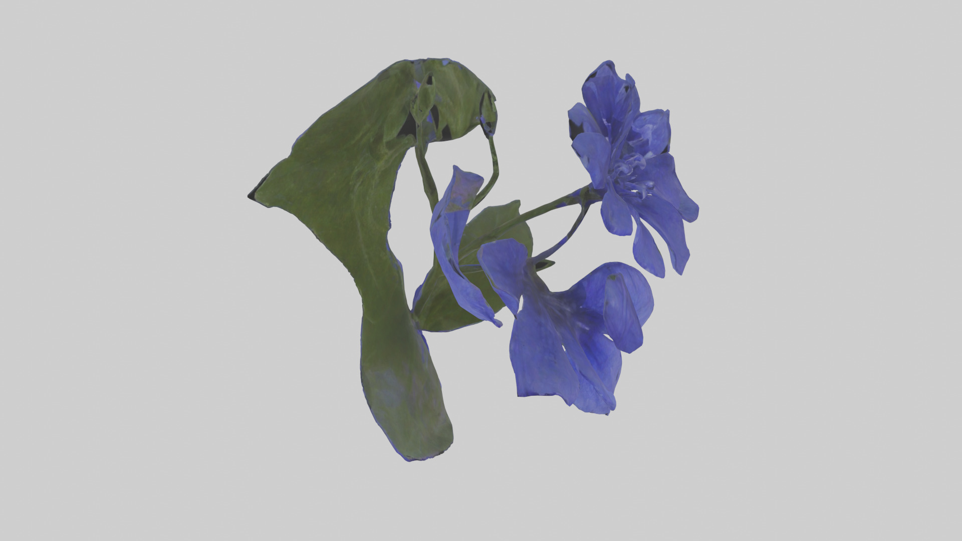 Lobelia model Low-poly 3D model_16