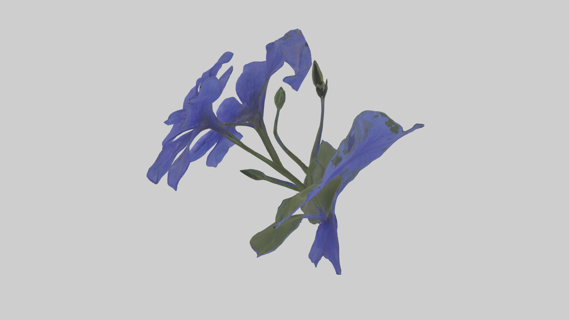 Lobelia model Low-poly 3D model_15