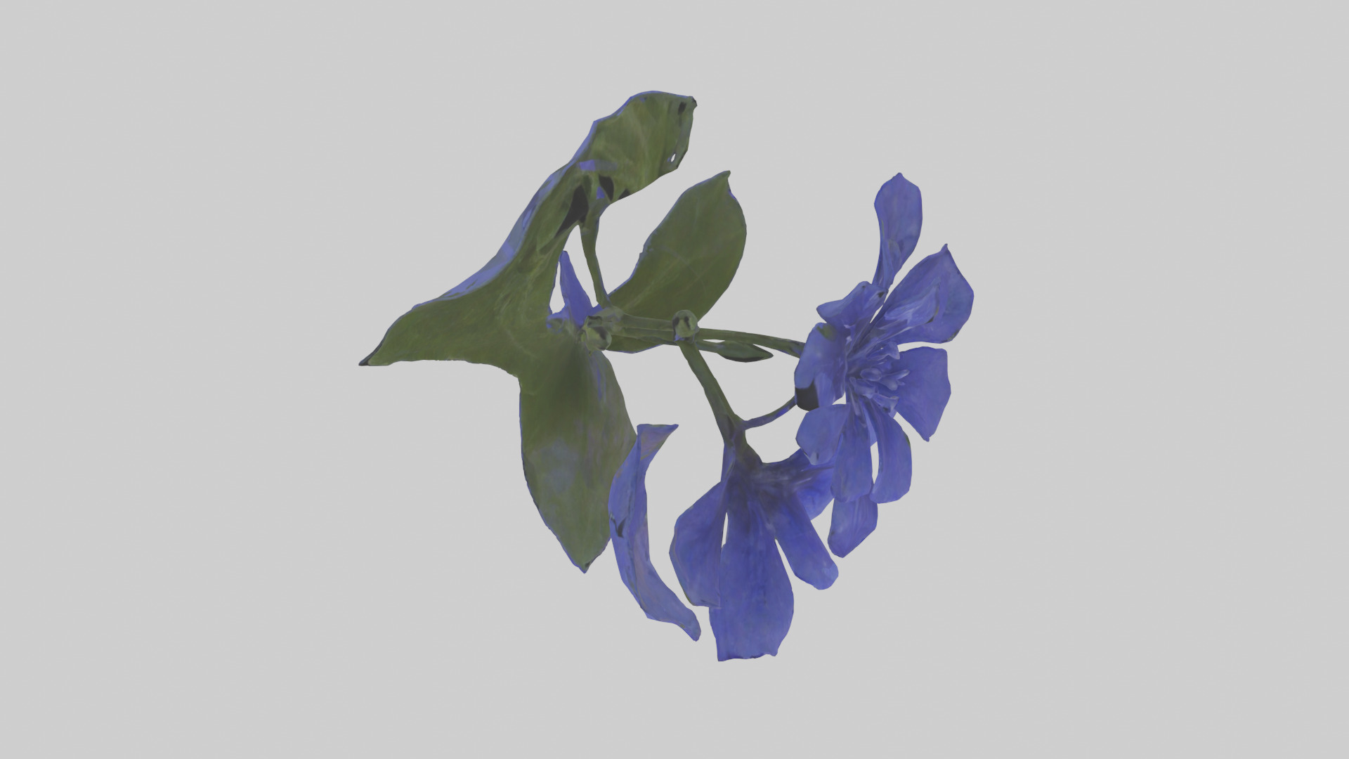 Lobelia model Low-poly 3D model_14