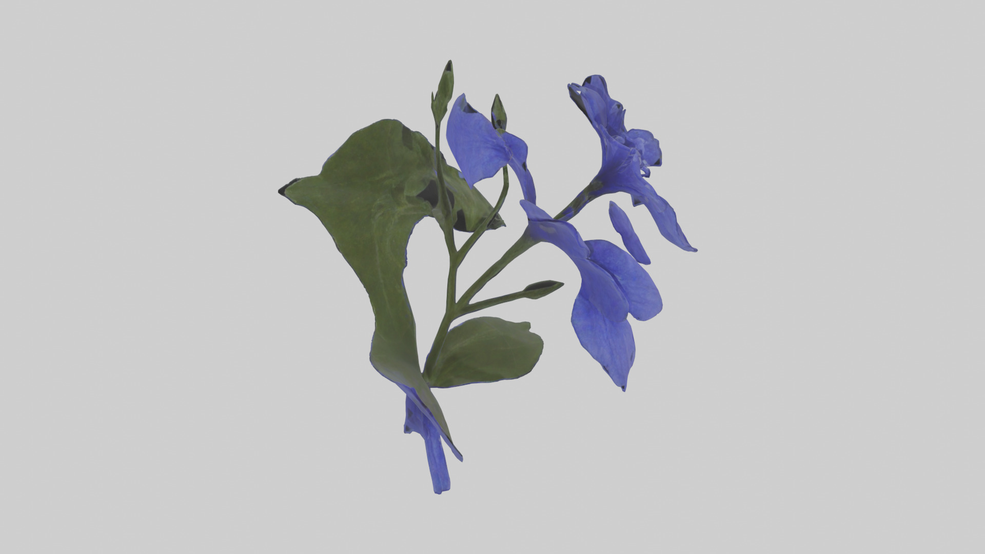 Lobelia model Low-poly 3D model_9