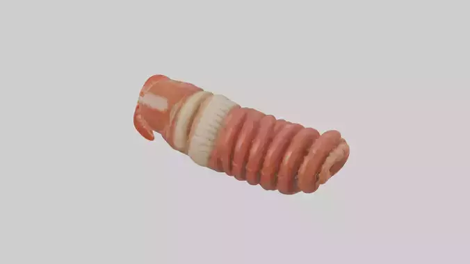 Lobster Small Intestine Low-poly 3D model