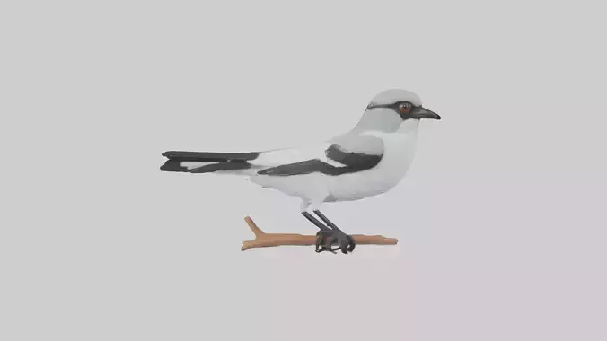 Loggerhead Shrike perched model